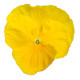 Віола Power: Clear Yellow. 1000 шт, Sakata
