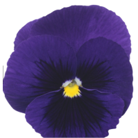 Віола Premier: Dark Blue with Blotch, 250 шт, Sakata