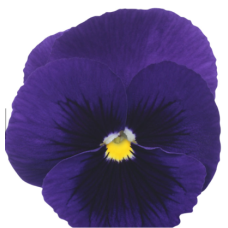 Віола Premier: Dark Blue with Blotch, 50 шт, Sakata