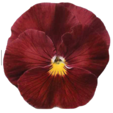 Віола виттрока Premier: Deep Rose, 50 шт, Sakata