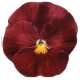Віола виттрока Premier: Deep Rose, 50 шт, Sakata