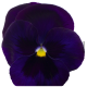 Виола виттрока Premier: Deep Blue Blotch