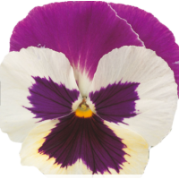 Віола Premier: Purple Rose & White, 50 шт, Sakata