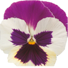 Віола Premier: Purple Rose & White, 50 шт, Sakata