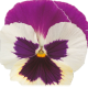 Віола Premier: Purple Rose & White, 50 шт, Sakata