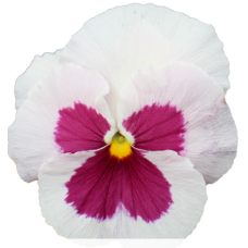 Виола виттрока Premier: White with Rose Blotch