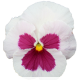Віола Premier: White with Rose Blotch, 250 шт, Sakata