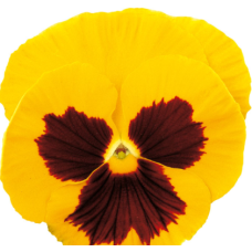 Віола Premier: Golden Yellow with Blotch, 50 шт, Sakata