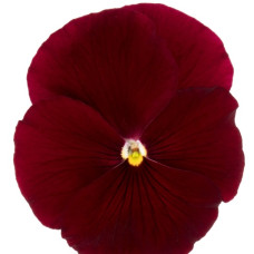 Віола Premier: Clear Scarlet, 50 шт, Sakata
