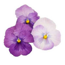 Віола Premier: Lavender Shades, 50 шт, Sakata