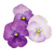 Віола Premier: Lavender Shades, 250 шт, Sakata
