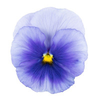 Виола виттрока Premier: Silver Blue