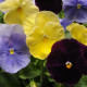 Віола Spring Matrix® F1 Tricolor Mix, 500 шт, PanAmerican