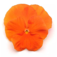 Виола Spring Matrix® F1 Deep Orange