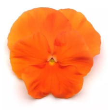 Виола Spring Matrix® F1 Deep Orange
