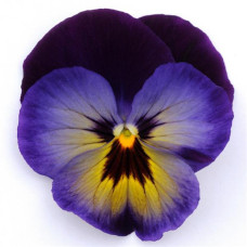 Виола Spring Matrix® F1 Midnight Glow
