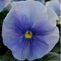 Віола Spring Matrix® F1 Bluе, 100 шт, PanAmerican