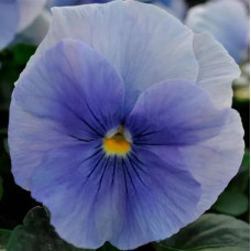 Віола Spring Matrix® F1 Bluе, 100 шт, PanAmerican