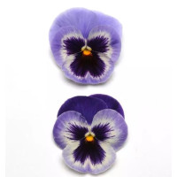 Віола Spring Matrix® F1 Blue Wing, 500 шт, PanAmerican