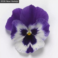 Віола ампельна Top Wave F1 Purple White, 25 шт, PanAmerican