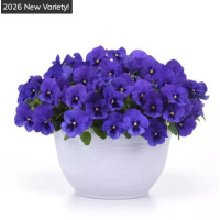 Віола ампельна Top Wave F1 Blue Blotch, 5 шт, PanAmerican