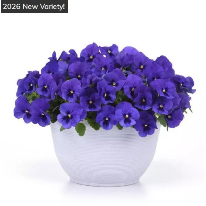 Віола ампельна Top Wave F1 Blue Blotch, 25 шт, PanAmerican