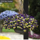 Віола ампельна Top Wave F1 Purple Sunburst, 100 шт, PanAmerican