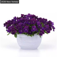 Віола ампельна Top Wave F1 Violet , 5 шт, PanAmerican