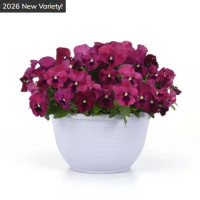 Віола ампельна Top Wave F1 Rose Blotch, 5 шт, PanAmerican