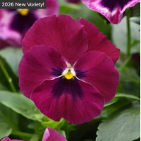 Віола ампельна Top Wave F1 Rose Blotch, 25 шт, PanAmerican