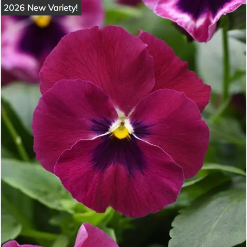 Віола ампельна Top Wave F1 Rose Blotch, 5 шт, PanAmerican