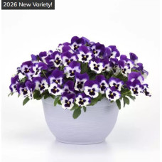 Віола ампельна Top Wave F1 Purple White, 5 шт, PanAmerican