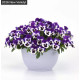 Віола ампельна Top Wave F1 Purple White, 5 шт, PanAmerican