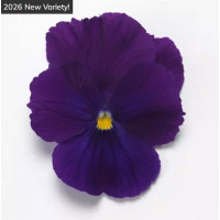 Віола ампельна Top Wave F1 Violet , 25 шт, PanAmerican