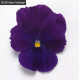 Віола ампельна Top Wave F1 Violet , 25 шт, PanAmerican