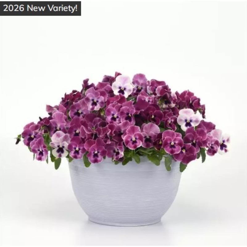 Віола ампельна Top Wave F1 Pink Shades, 25 шт, PanAmerican