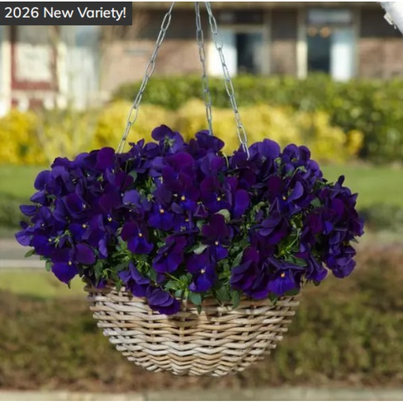 Віола ампельна Top Wave F1 Violet , 5 шт, PanAmerican