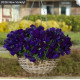 Віола ампельна Top Wave F1 Violet , 5 шт, PanAmerican
