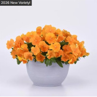 Віола ампельна Top Wave F1 Orange, 5 шт, PanAmerican