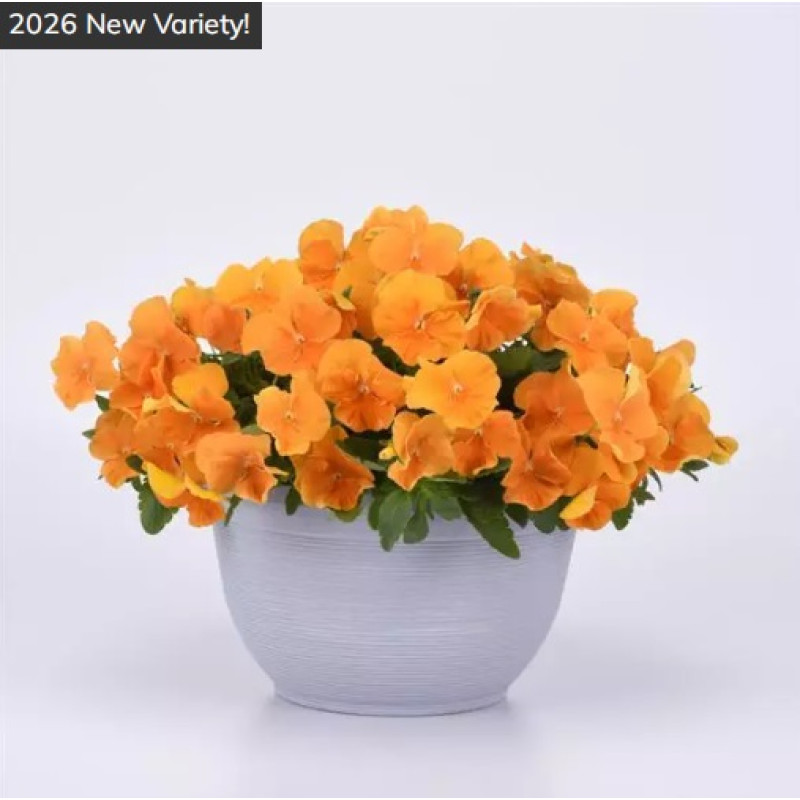 Віола ампельна Top Wave F1 Orange, 100 шт, PanAmerican