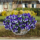 Віола ампельна Top Wave F1 Purple White, 5 шт, PanAmerican