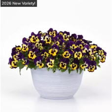 Віола ампельна Top Wave F1 Purple Sunburst, 5 шт, PanAmerican