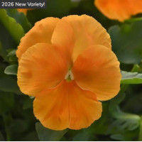 Віола ампельна Top Wave F1 Orange, 100 шт, PanAmerican