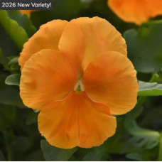 Віола ампельна Top Wave F1 Orange, 100 шт, PanAmerican
