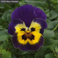 Віола ампельна Top Wave F1 Purple Sunburst, 100 шт, PanAmerican