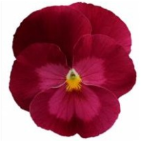 Виола виттрока Premier: Clear Rose