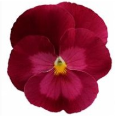 Виола виттрока Premier: Clear Rose