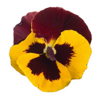 Виола виттрока Premier: Red & Yellow