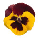 Виола виттрока Premier: Red & Yellow