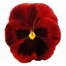 Віола Premier: Red Blotch, 50 шт, Sakata